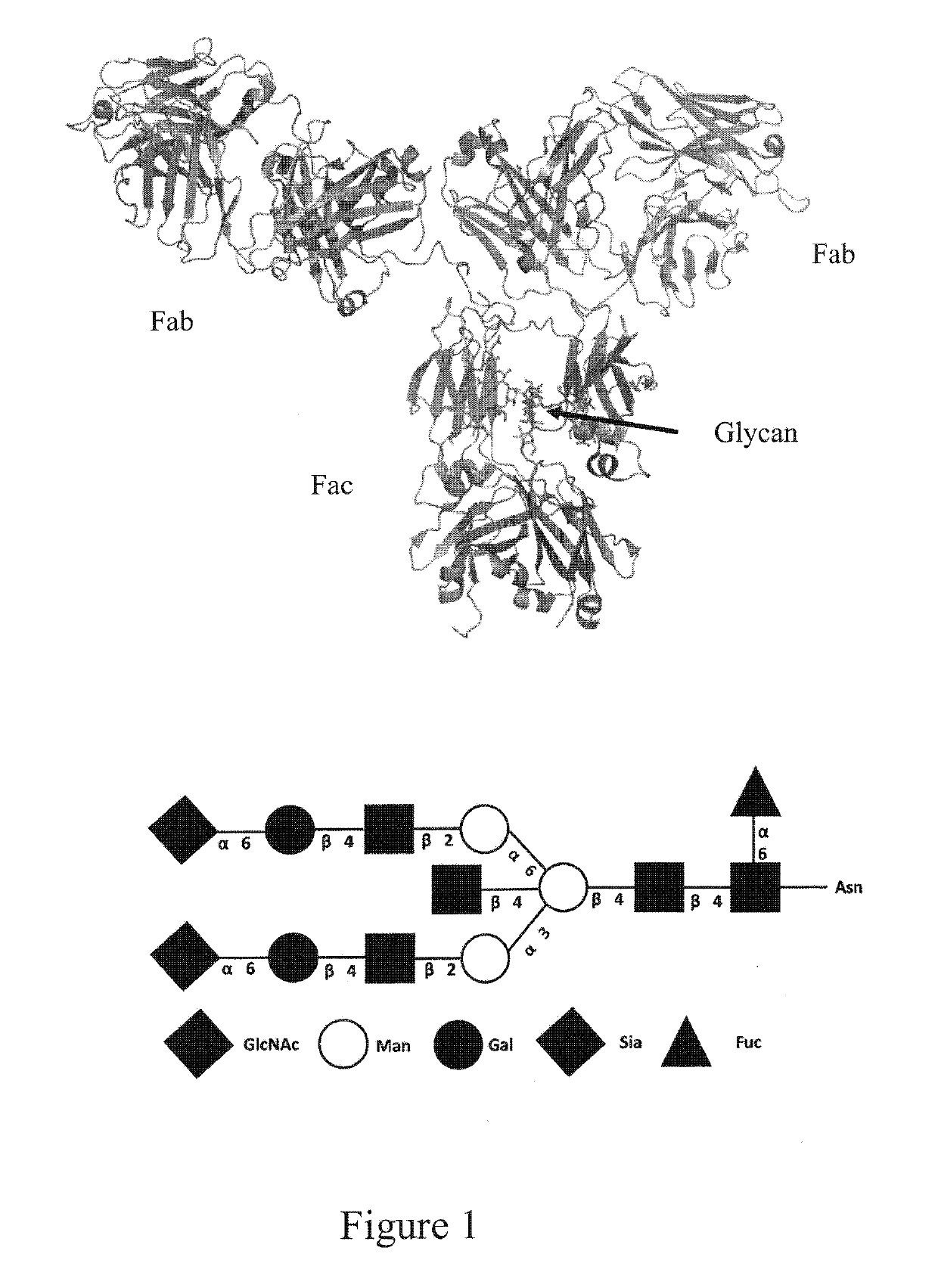 Endo-s2 mutants as glycosynthases, method of making and use for glycoengineering of glycoproteins