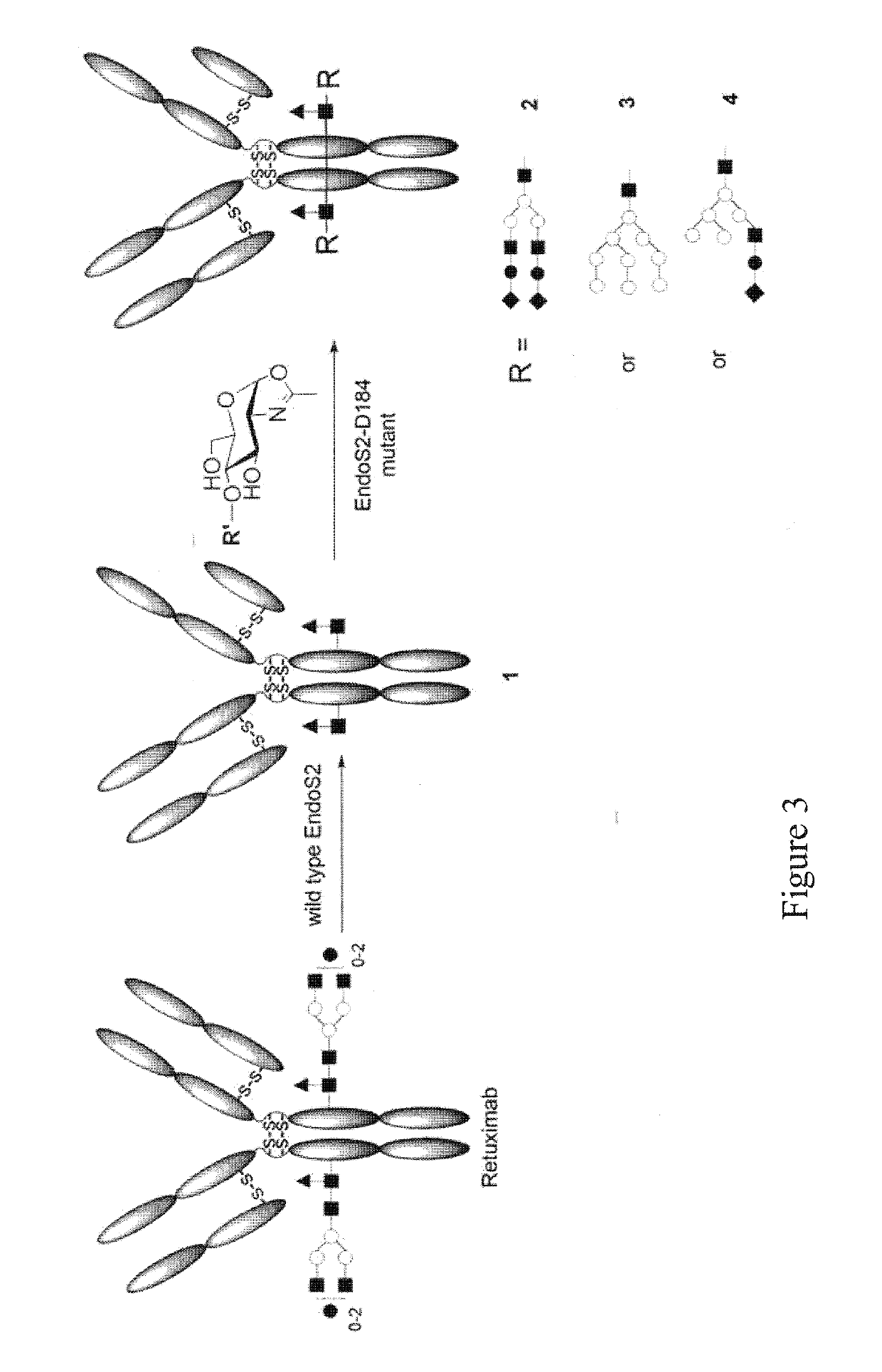 Endo-s2 mutants as glycosynthases, method of making and use for glycoengineering of glycoproteins