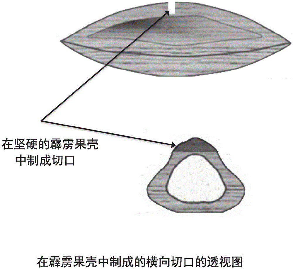 Process and tool used for breaking shell of pilinut