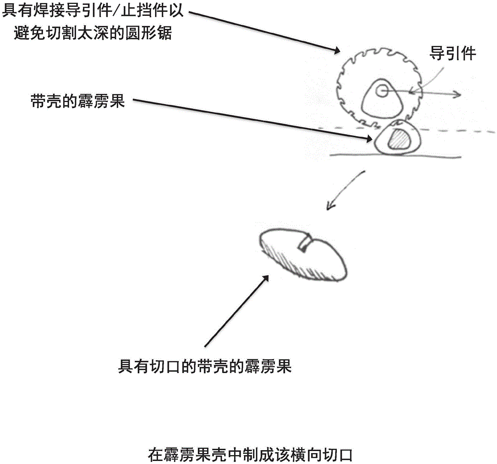 Process and tool used for breaking shell of pilinut