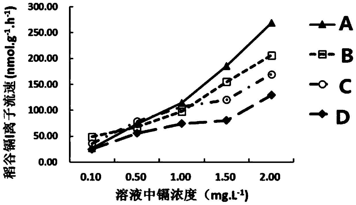 Method for rapidly identifying cadmium accumulation of rice by using in-vitro rice ears