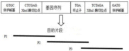 A kind of high-efficiency preparation method of antibacterial peptide cath-bf30 of golden snake