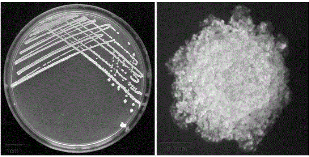 Biocontrol Bacteria, Separation Method, Bacterial Agent and Application for Controlling Sesame Fusarium Wilt