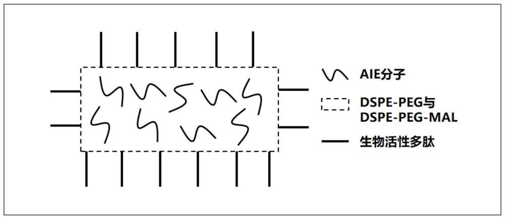 AIE nanofiber probe for targeted dyeing of cell membrane and preparation method of AIE nanofiber probe