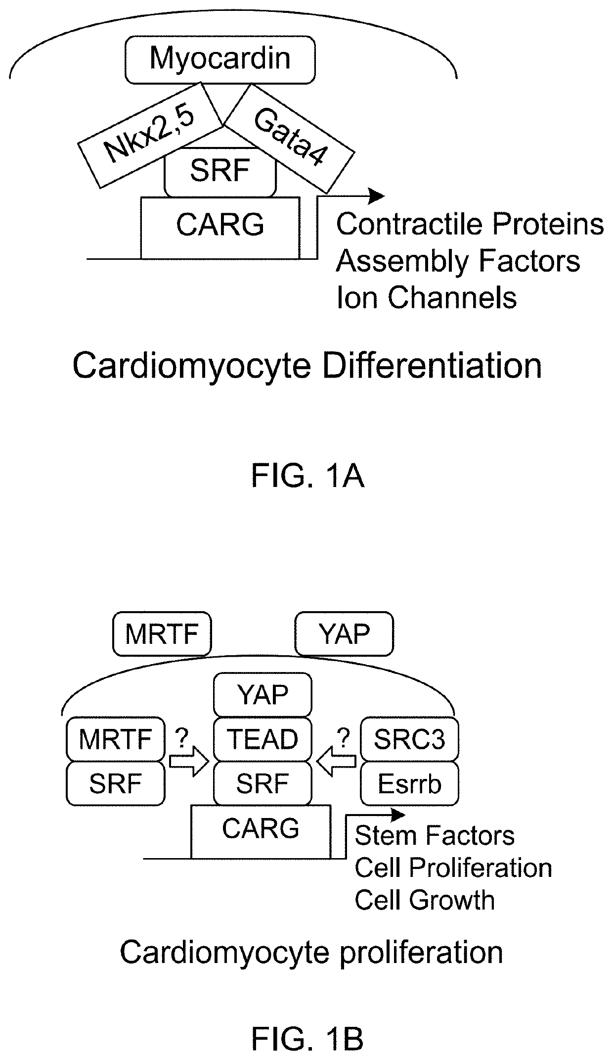 Enhanced cardiomyocyte regeneration