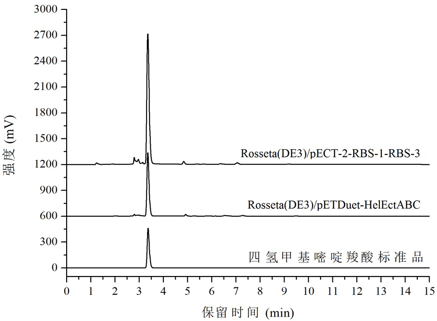 Tetrahydromethylpyrimidine carboxylic acid biosynthetic gene and application thereof