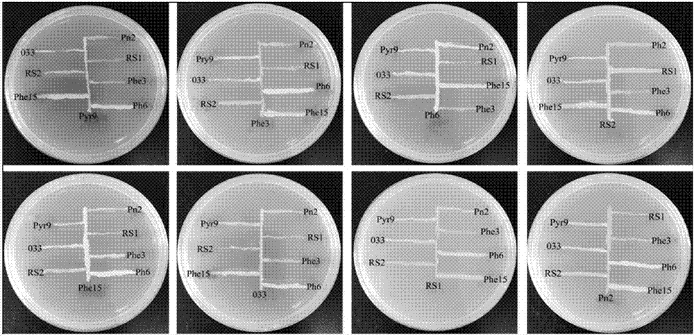 Method for simultaneously removing USEPA PAHs in plant bodies by utilizing compound PAHs degrading bacteria