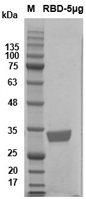 Novel coronavirus b.  1.1.7 The gene of British mutant rbd and its application