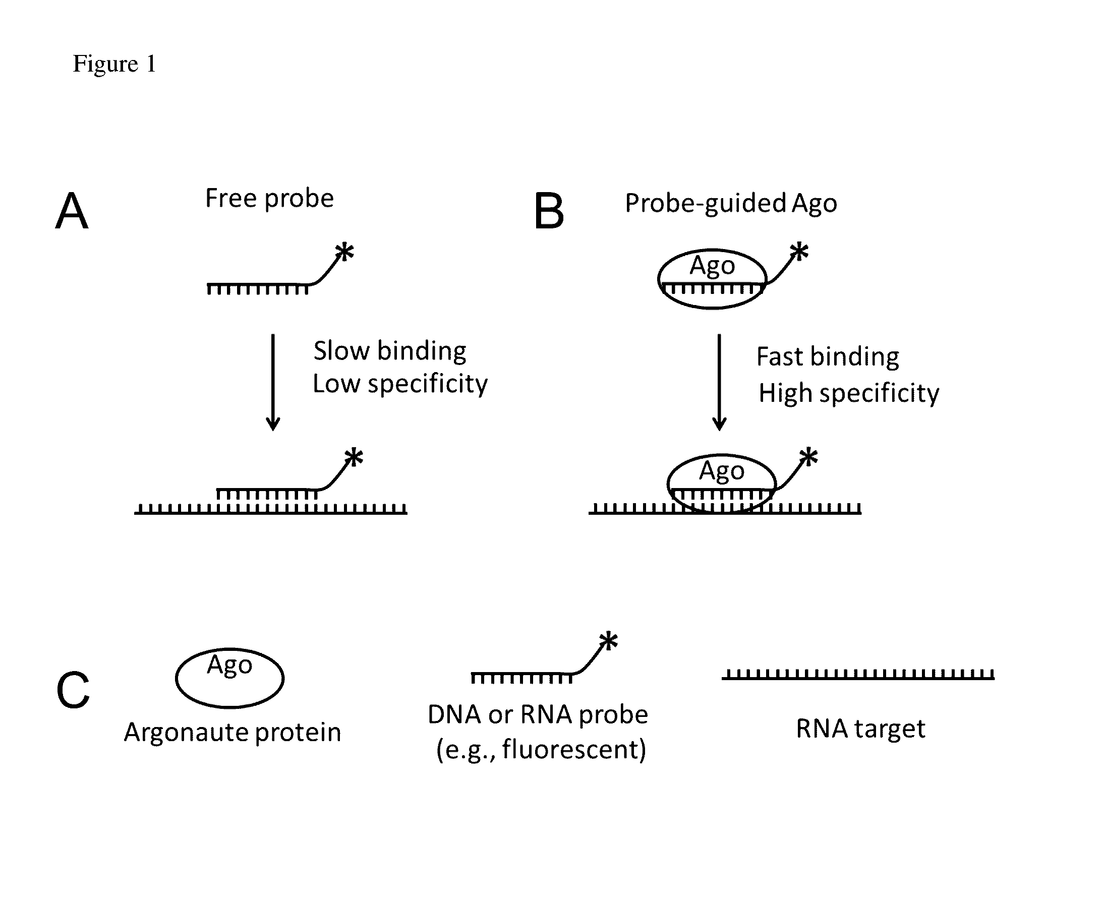 Methods of using oligonucleotide-guided argonaute proteins