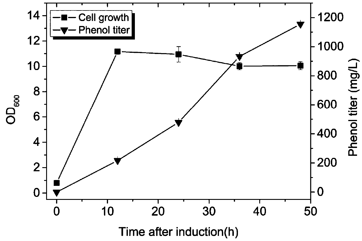 Method for production of phenol by heterogenous metabolism path and application thereof