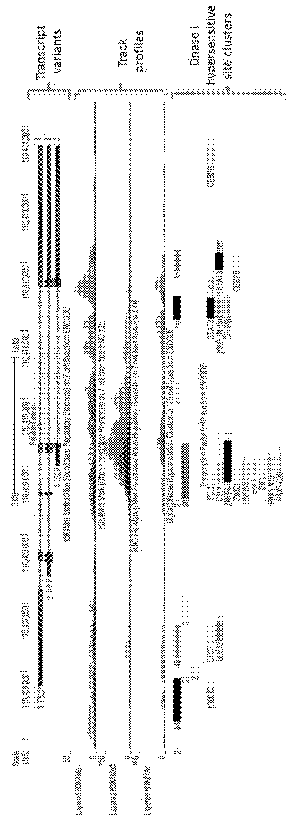 Thymic stromal lymphopoietin fragments and uses thereof