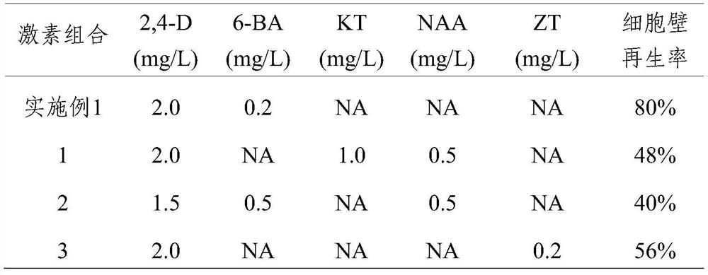 Method for culturing phyllostachys edulis protoplast and inducing cell wall regeneration and application of method