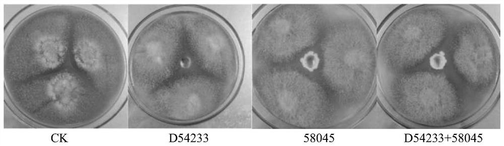 Method for promoting spore production of monascus through co-culture of saccharomycetes and monascus