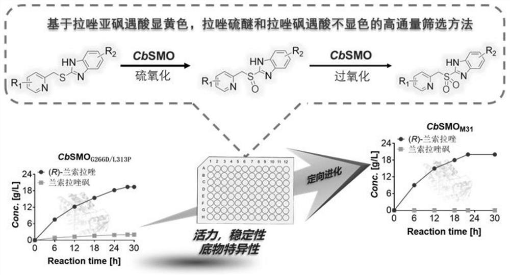 Thioether monooxygenase mutant and application thereof in preparation of chiral prazole medicine