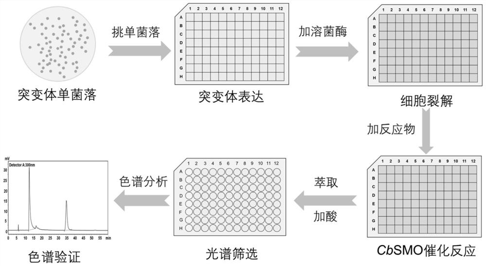 Thioether monooxygenase mutant and application thereof in preparation of chiral prazole medicine