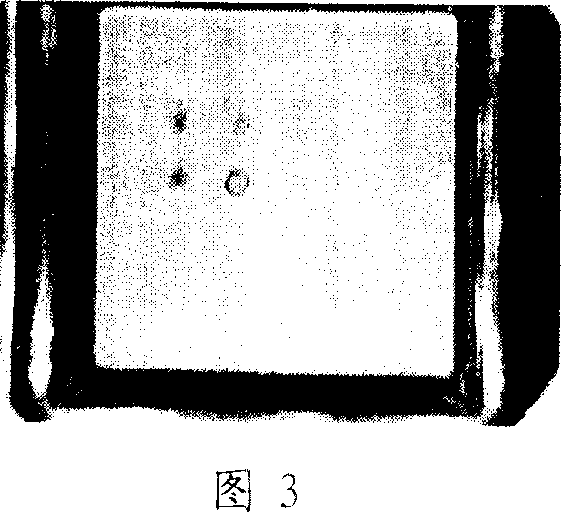 Gene chip, detection method, and kit for detecting virus infected by oxen