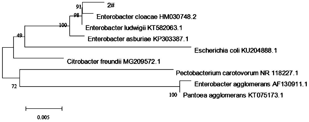 Enterobacter cloacae for degrading petroleum pollution and application thereof