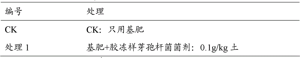 Bacillus mucilaginosus and applications thereof