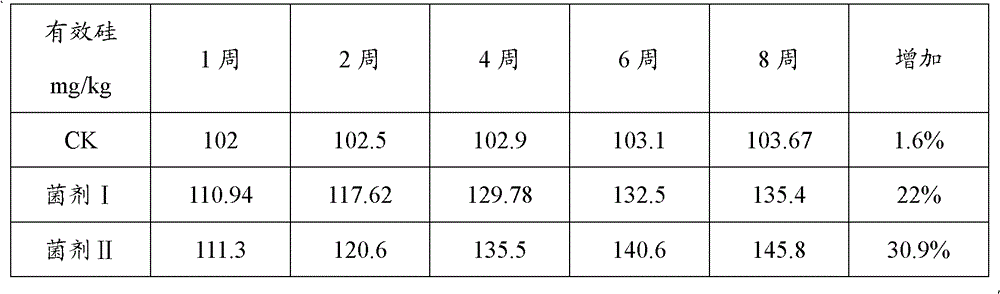 Bacillus mucilaginosus and applications thereof