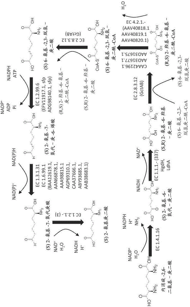 Methods of producing 6-carbon chemicals using 2,6-diaminopimelate as precursor to 2-aminopimelate