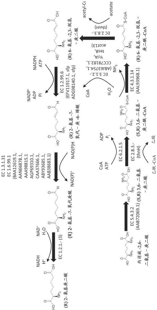 Methods of producing 6-carbon chemicals using 2,6-diaminopimelate as precursor to 2-aminopimelate