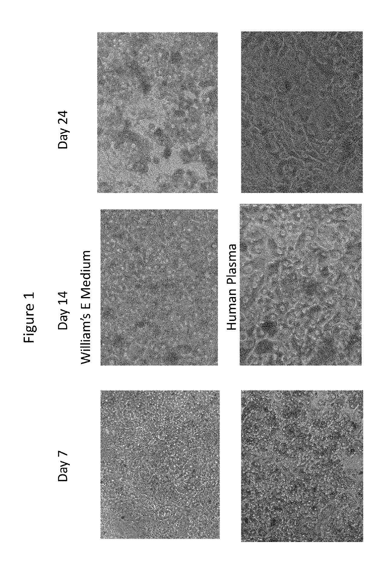 Novel cell culture method, cell culture system and uses thereof