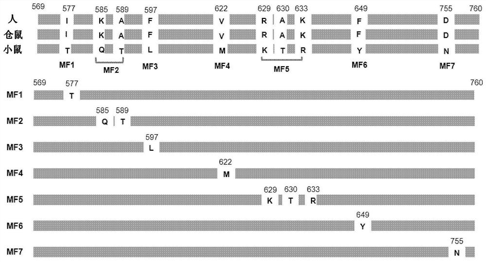 Therapeutic agent for polycythemia