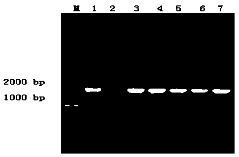 Bacterial strain with ACE (Angiotensin Converting Enzyme) inhibitory activity for leavening agent of meat product