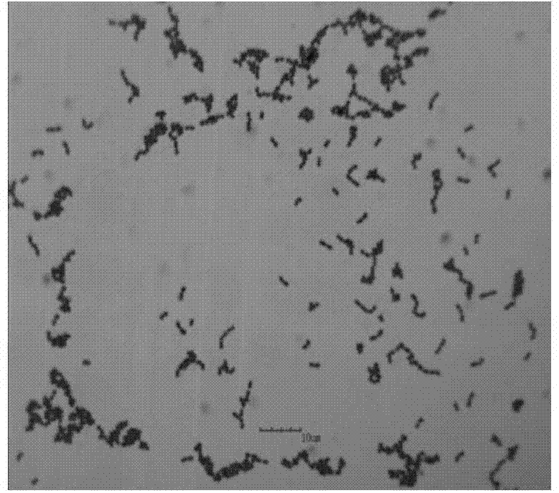 High-yield lactic acid bacterium and method for preparing calcium lactate by fermenting eggshells with same