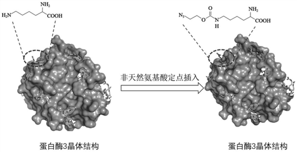 Conjugate of mutant protease 3 and biotin, and preparation method and application of conjugate