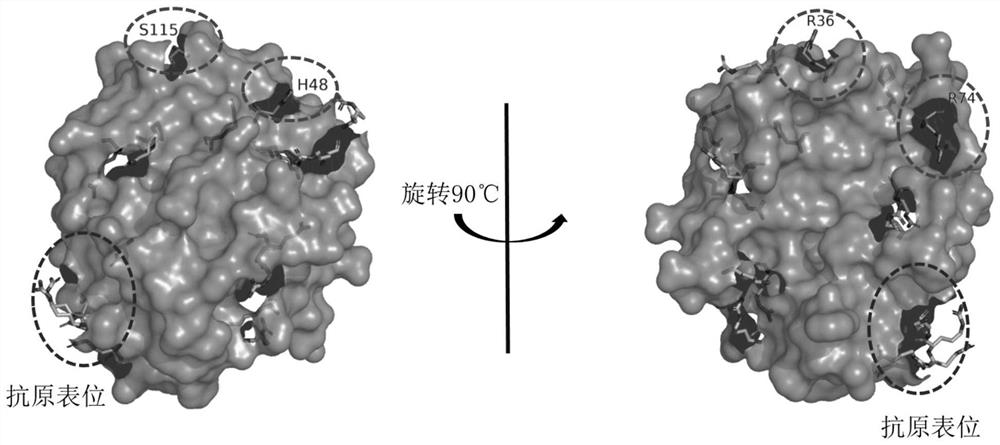 Conjugate of mutant protease 3 and biotin, and preparation method and application of conjugate