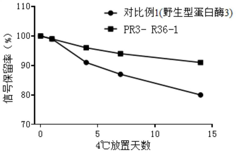 Conjugate of mutant protease 3 and biotin, and preparation method and application of conjugate