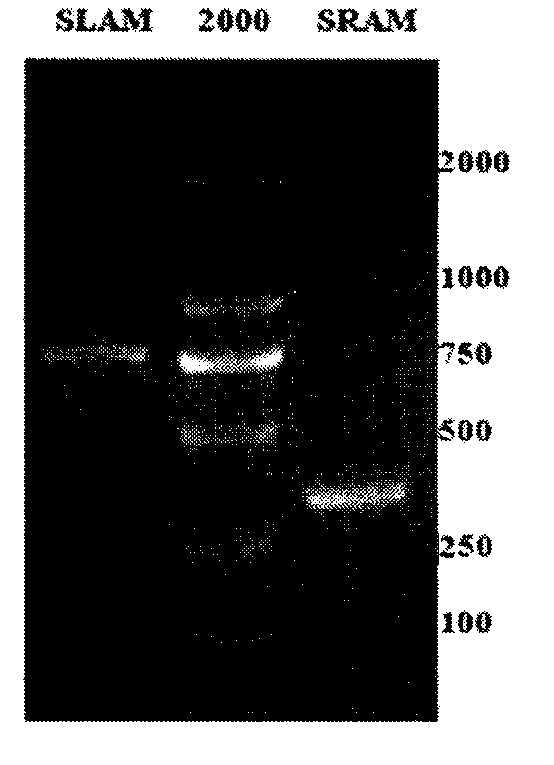 Sheep myostatin gene dondor carrier construction method and its application