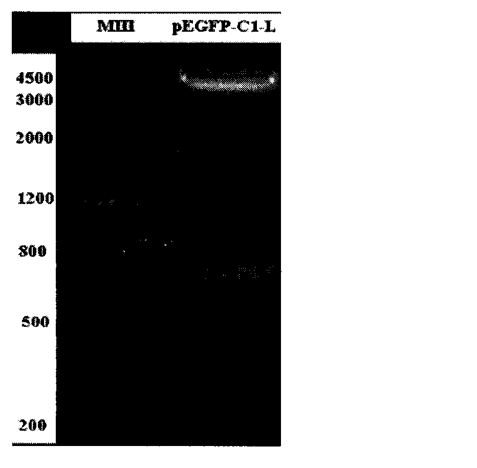 Sheep myostatin gene dondor carrier construction method and its application