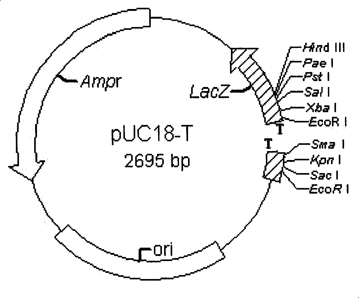 Method for high-effective construction of T-carrier based on polymerase chain reaction