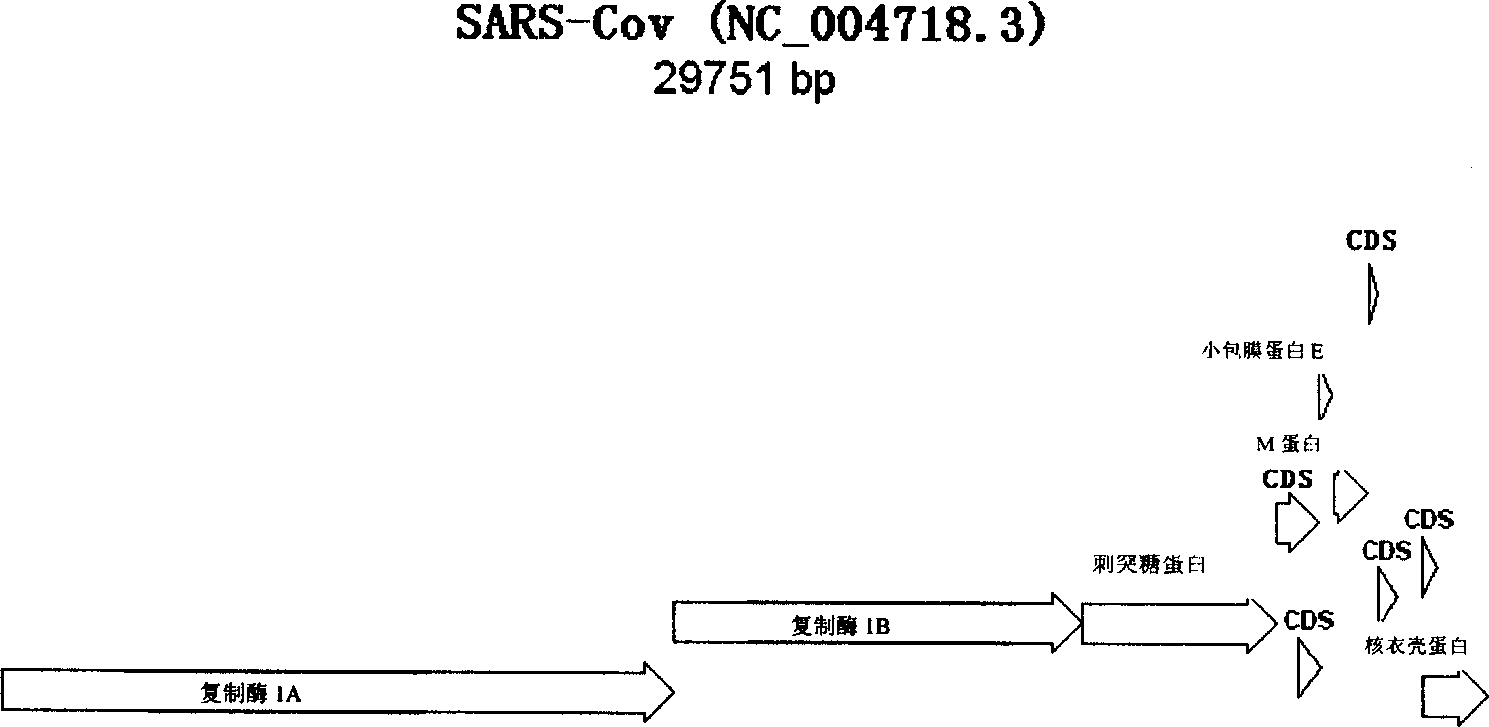 Methods and compositions for detecting SARS virus and other infectious agents