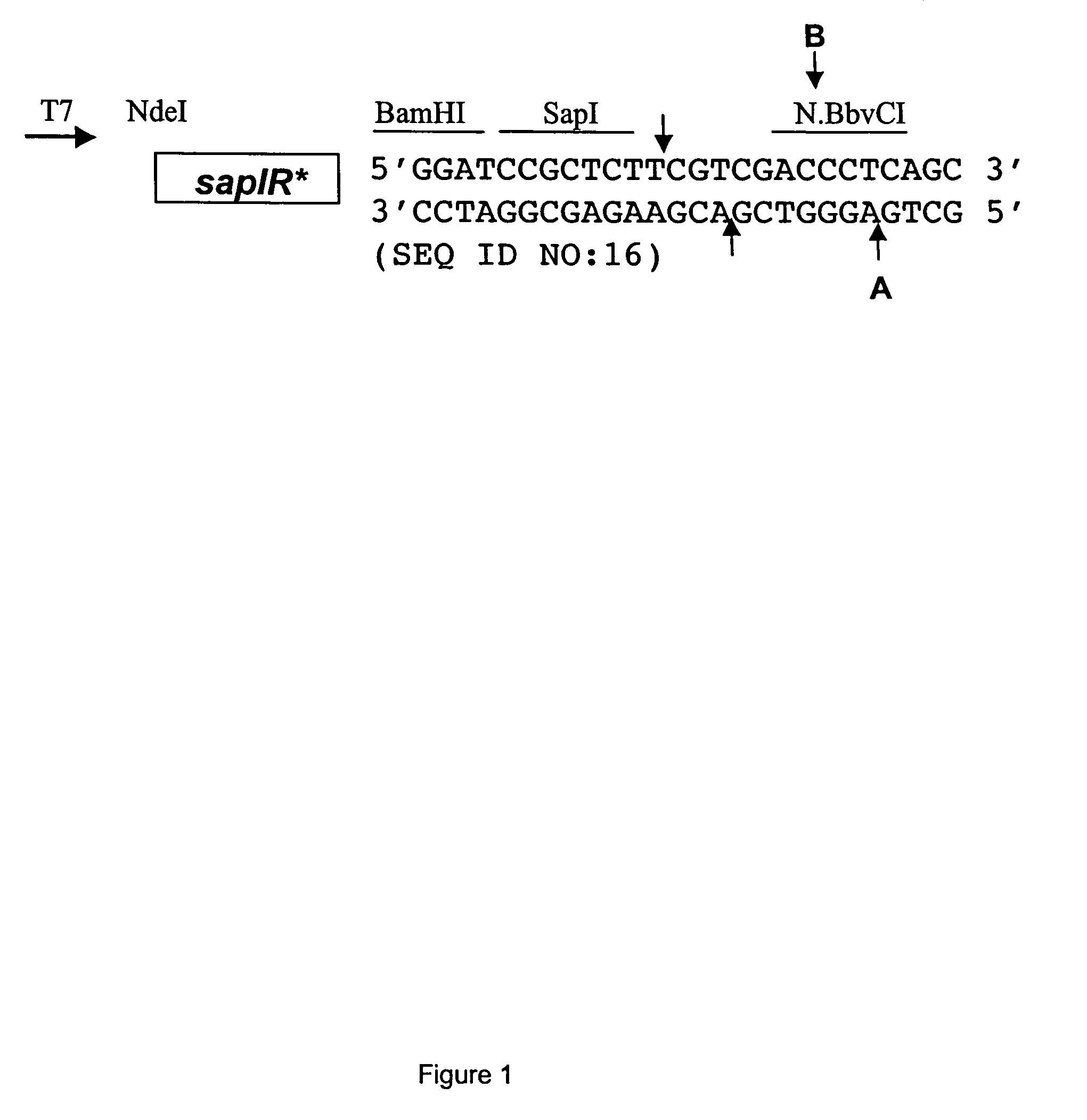 Method for engineering strand-specific nicking endonucleases from restriction endonucleases