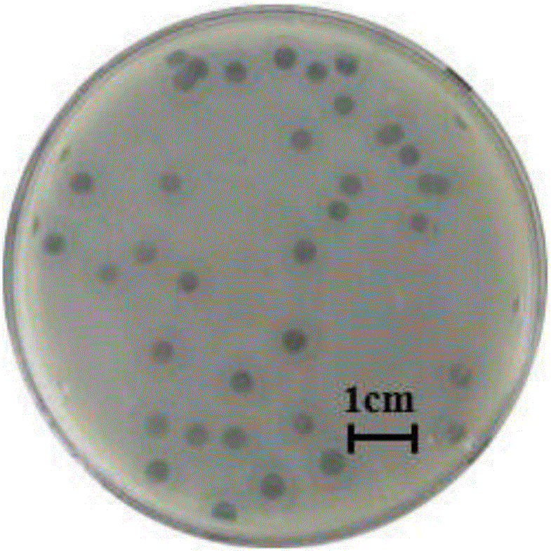 Acinetobacter baumannii bacteriophage SH-Ab15519 and application thereof