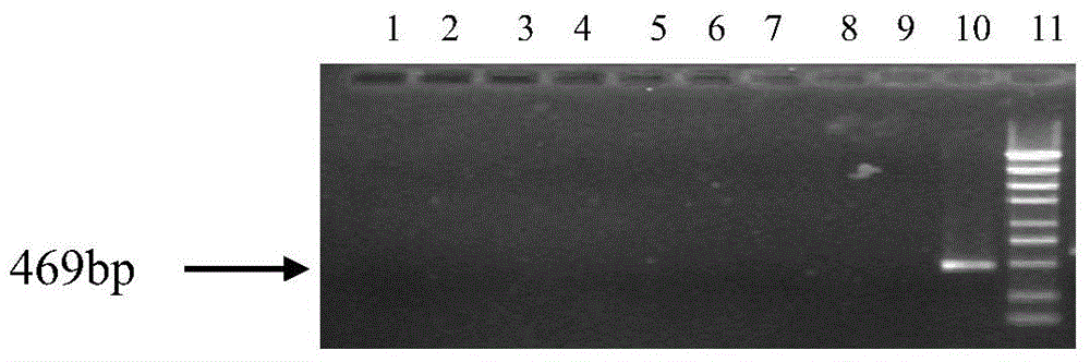 Nested RT-PCR primer group, detection method and kit for CYVCV