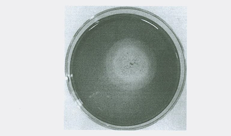 Raw-starch amylase producing penicillium and raw-starch amylase preparation produced thereby