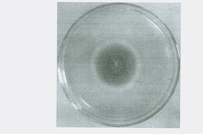 Raw-starch amylase producing penicillium and raw-starch amylase preparation produced thereby