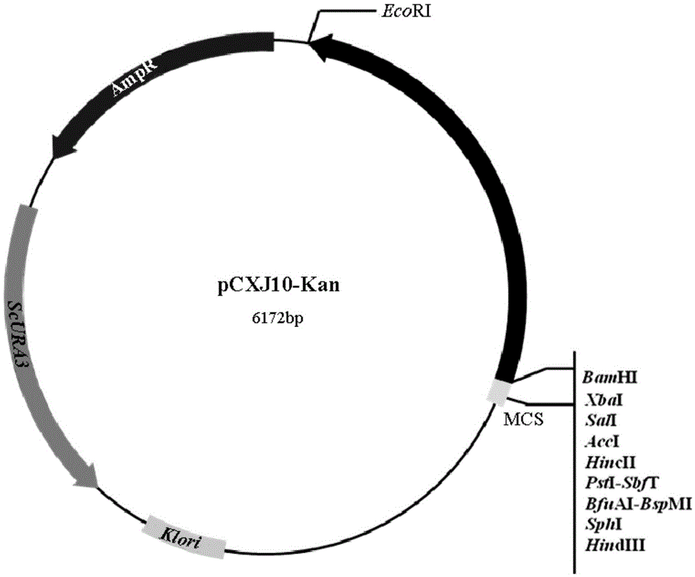 Kluyveromyces marxianus derived high-expression promoter and expression system thereof