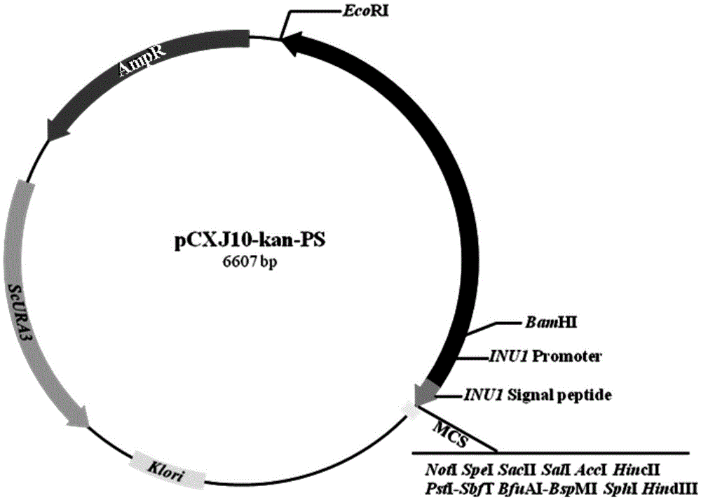 Kluyveromyces marxianus derived high-expression promoter and expression system thereof