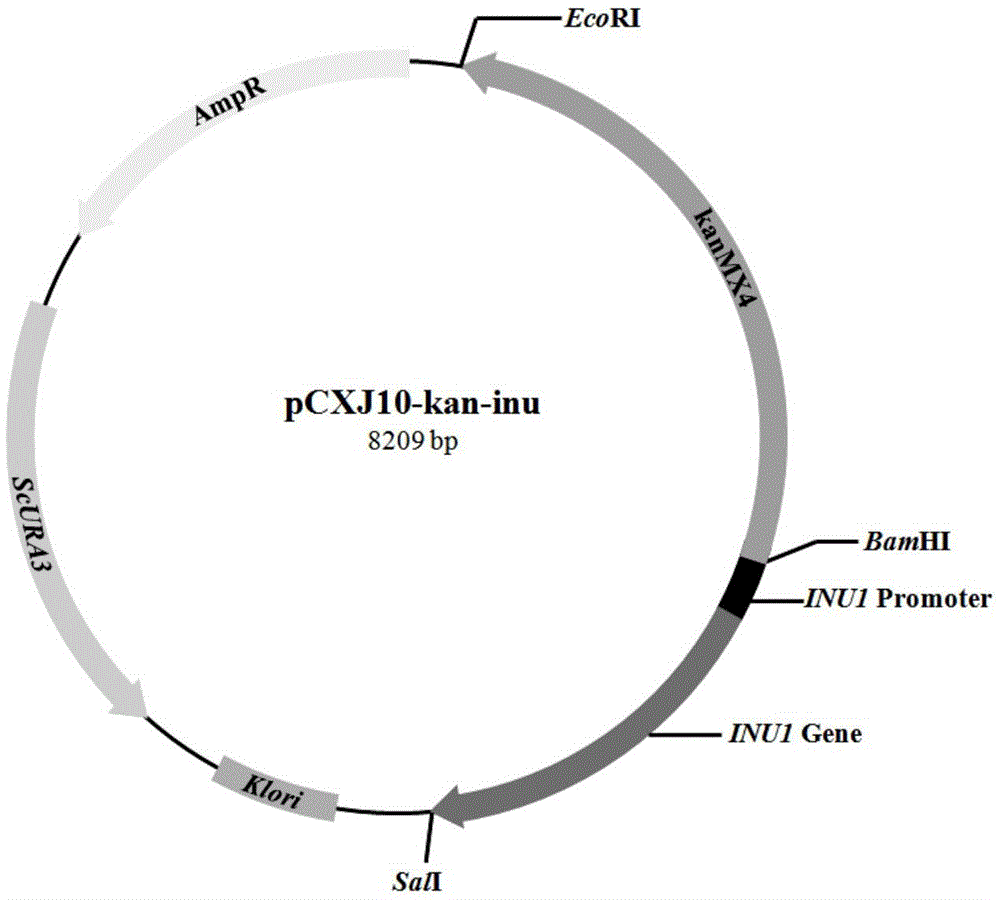 Kluyveromyces marxianus derived high-expression promoter and expression system thereof