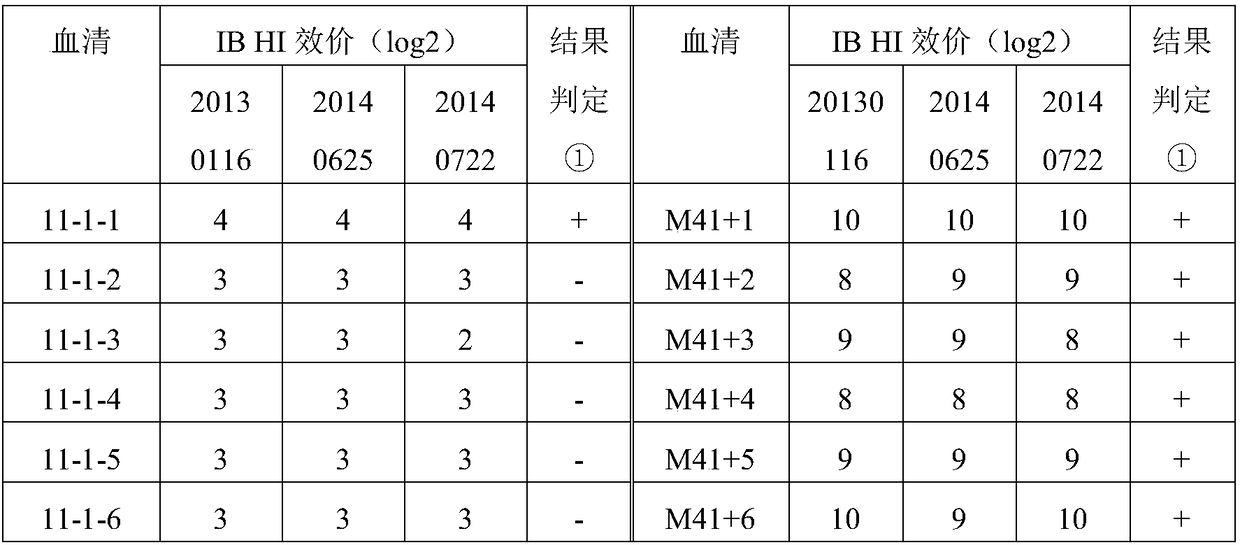 A composition and its application in the determination of chicken infectious bronchitis antibody