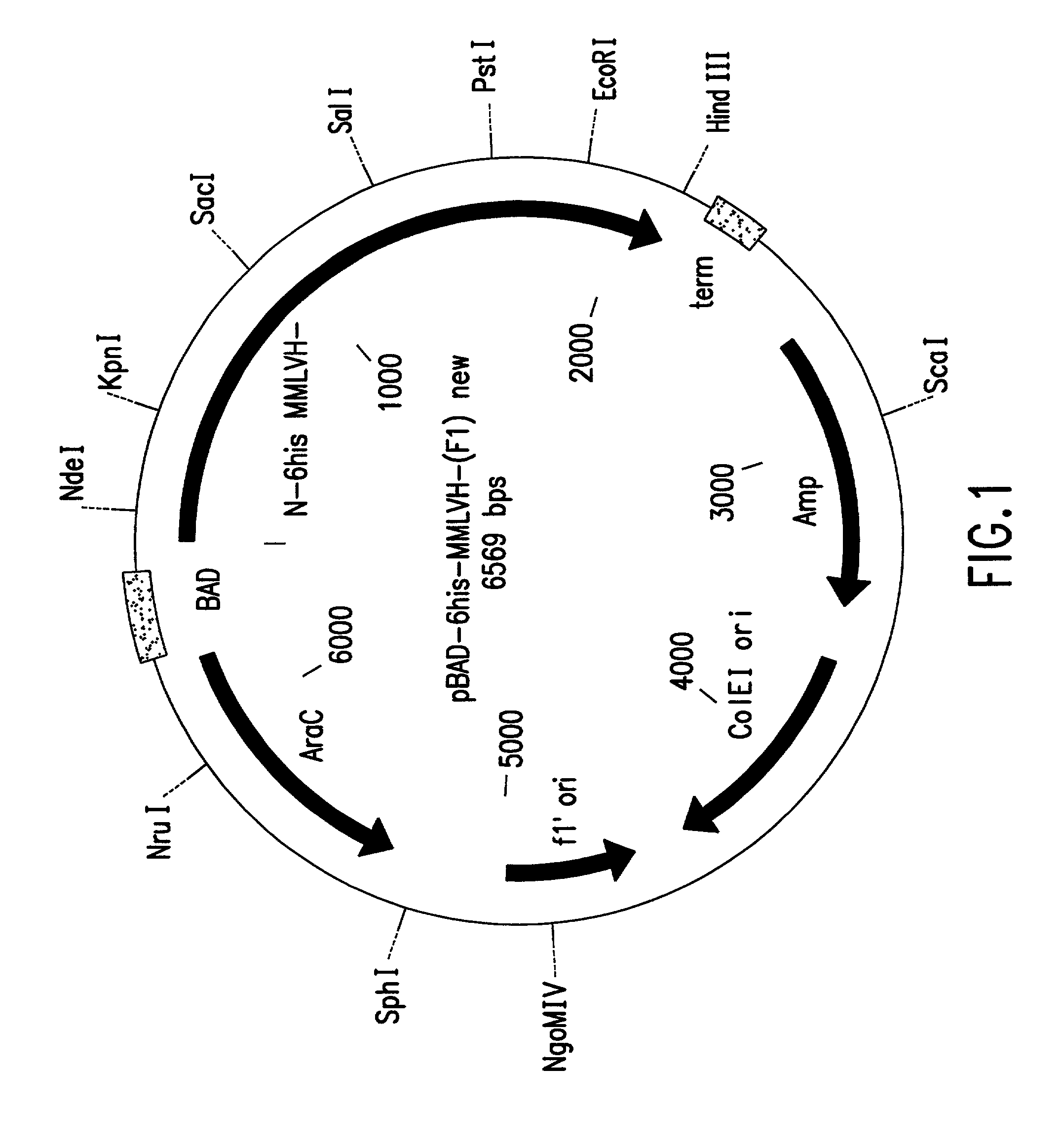Thermostable reverse transcriptases and uses thereof