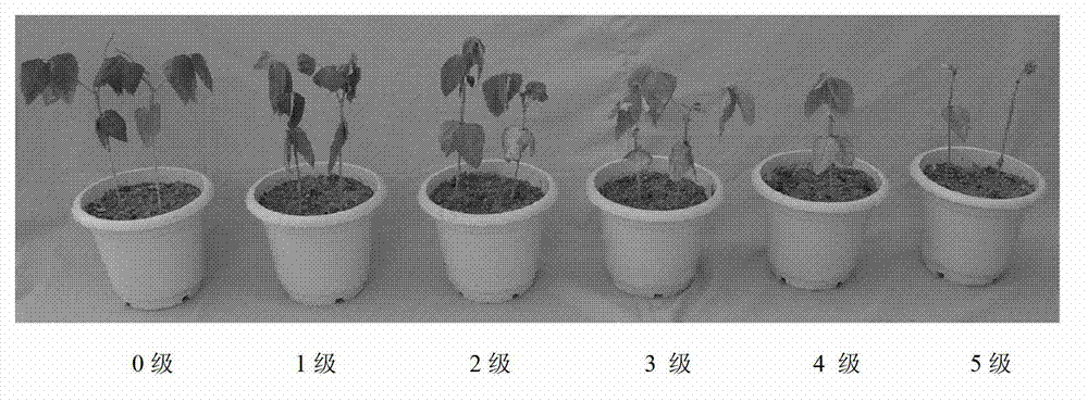 Method for molecular-marker-assisted selection of cowpea drought tolerant variety