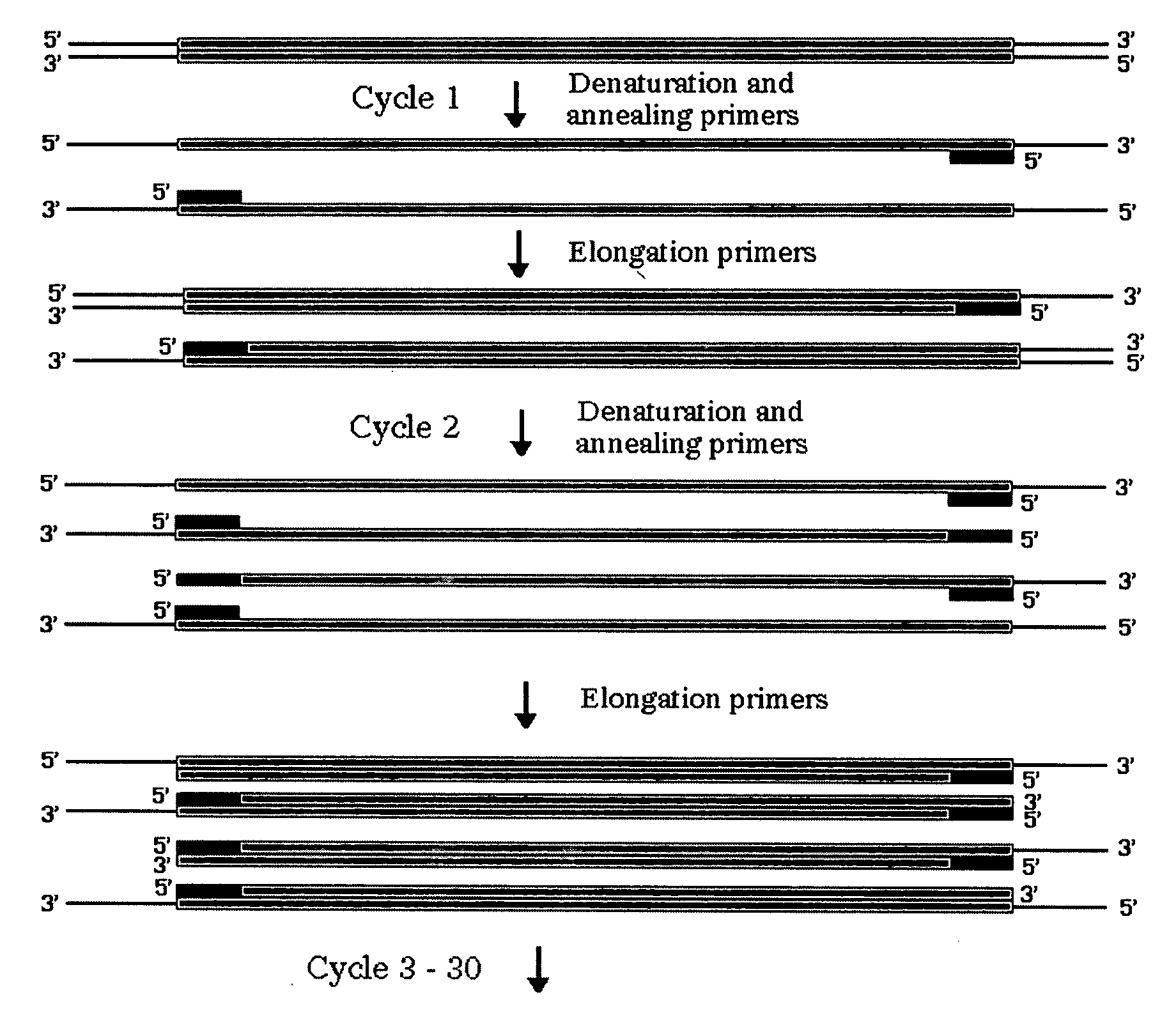 Method for assembling PCR fragments of DNA