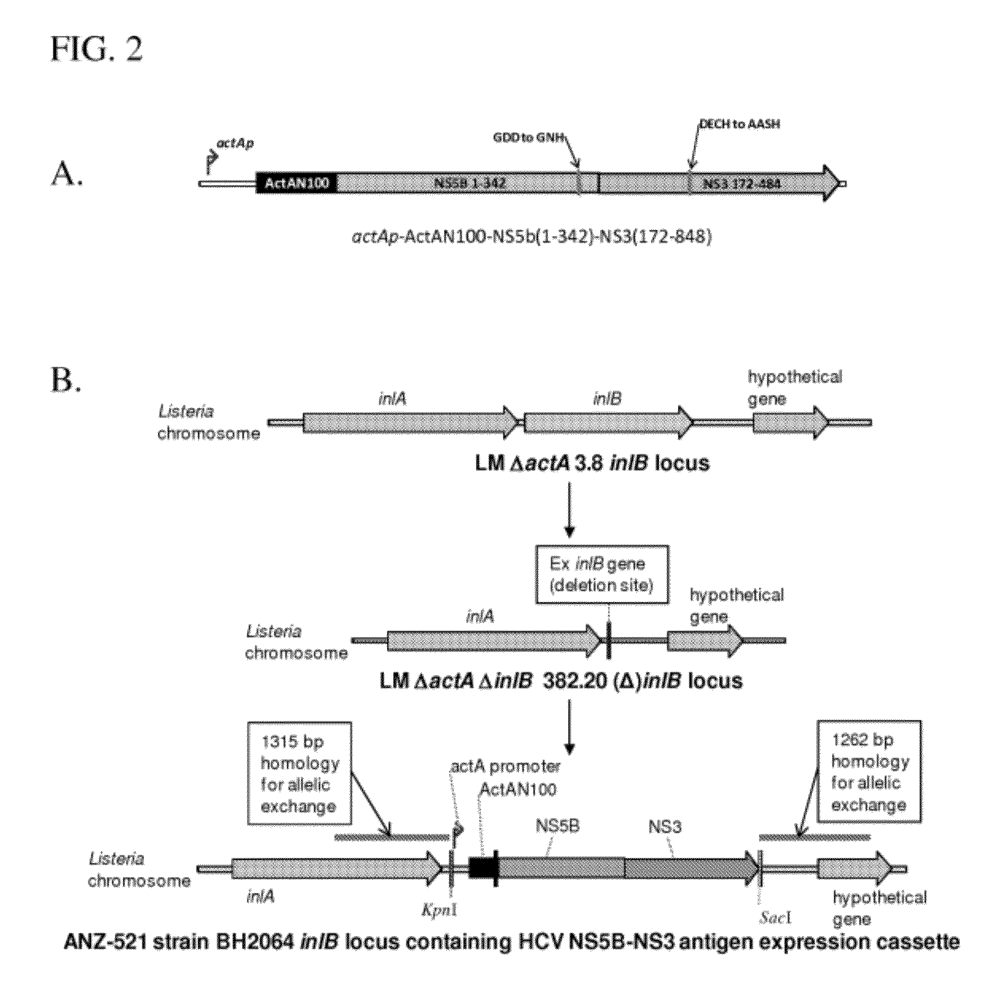 Compositions and methods for the treatment of hepatitis c