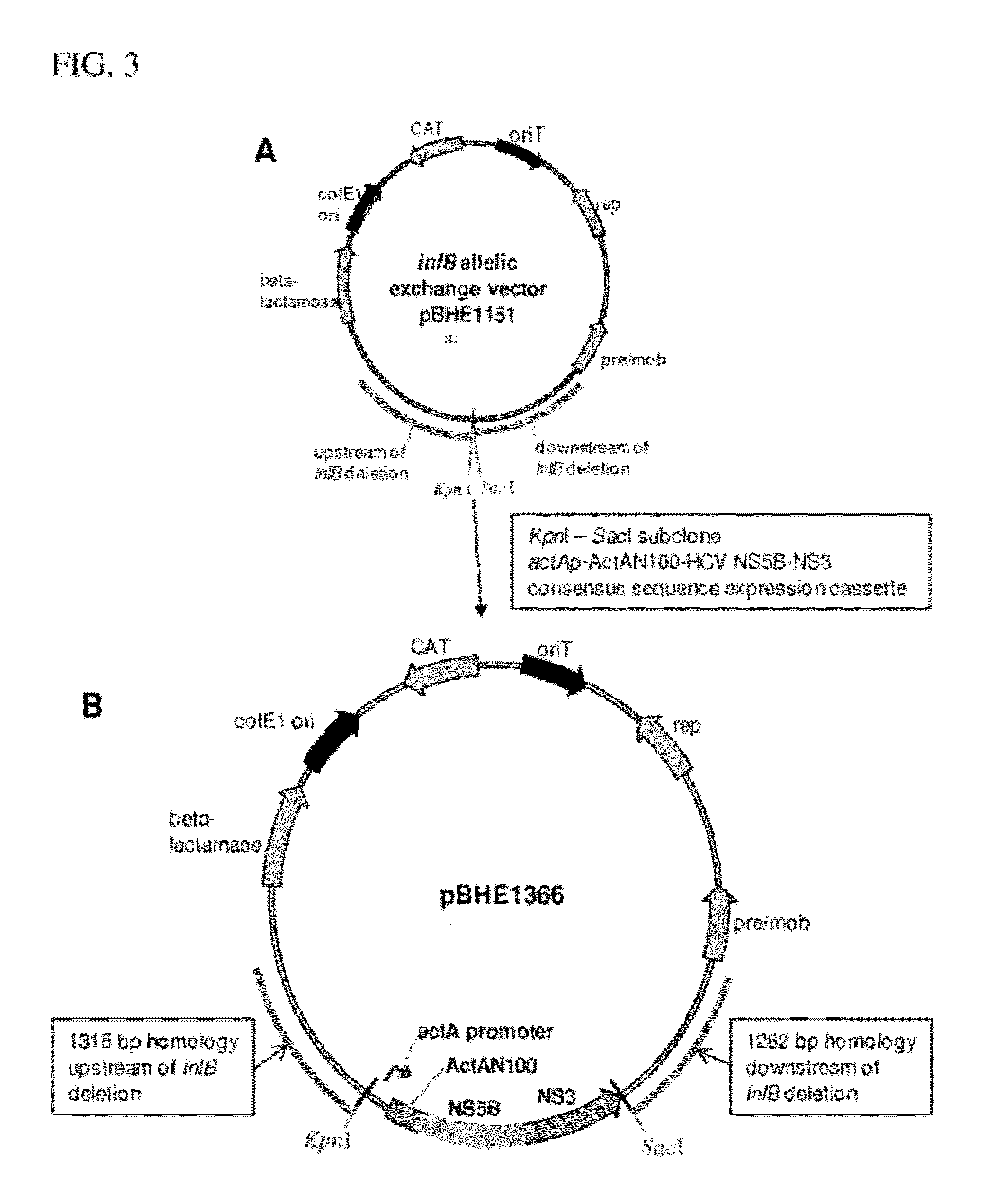 Compositions and methods for the treatment of hepatitis c